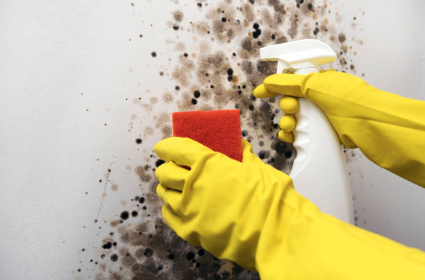 Professional Mold Remediation in Humboldt, IA